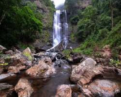 The most magnificent natural places in Chikmagalur District, Hebbe Falls forms a natural plunge pool that is crammed with medicinal herbs. These medic